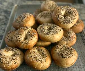 Fresh baked everything bagels